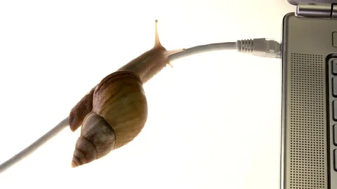 The snail slowly crawls on the Internet cable. 스톡 동영상 81827901