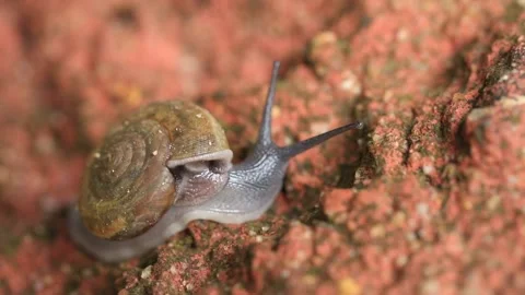 The snail slowly crawls on the surface of the stone Stock Footage 139970476