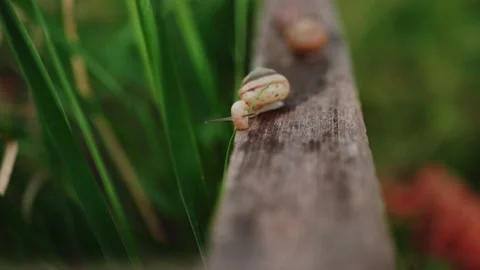A snail slowly eats a blade of grass on a gray wooden Board. Stock Footage 133341146