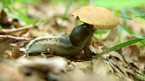 Snail slowly eats the brown mushroom Stockbeeldmateriaal 77711902