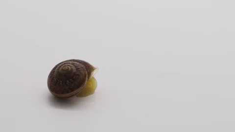 A snail slowly emerges from its shell and begins to move. The studio backgrou Stock Footage 128829608
