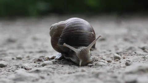 Snail Slowly Emerging From Its Shell Stock Footage 311575106