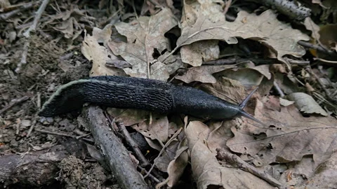 Snail slowly goes through dry leaves (Gastropoda), wilderness Stock Footage 335266073
