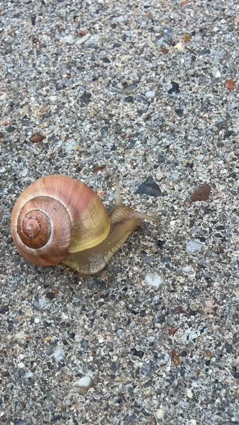 A snail slowly moves across a rough, textured surface. 스톡 동영상 343300750
