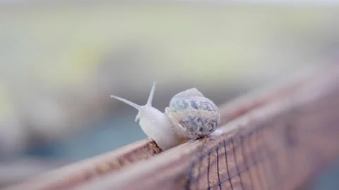 The snail slowly moves its head. Video Stock Footage 278907820