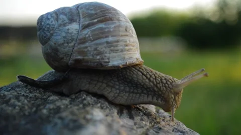 Snail slowly moves on the stone Stock Footage 90195968