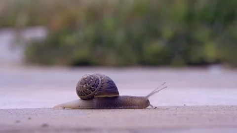 Snail slowly moving on concrete Stock Footage 243427597