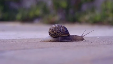 Snail slowly moving on concrete Stock Footage 243427734