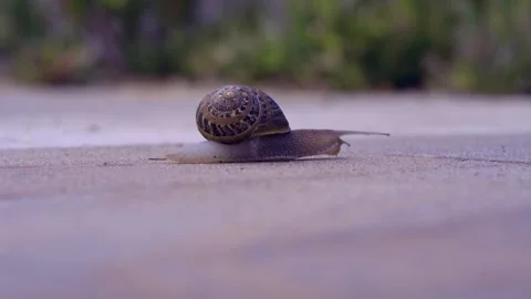 Snail slowly moving on concrete Stock Footage 243427743