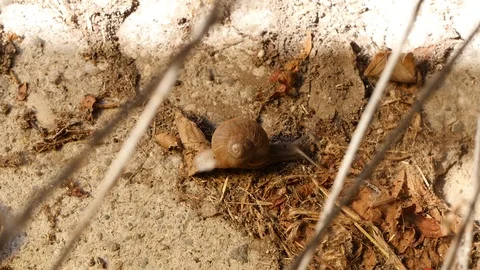 Snail slowly moving on dirt Stock Footage 88918886