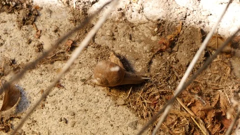 Snail slowly moving on dirty concreate floor Stock Footage 88918890