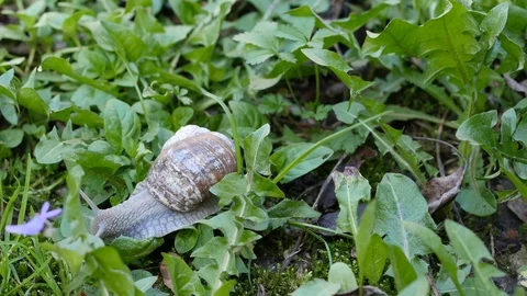 Snail slowly moving to left in the grass 3840x2160 動画素材 88782720