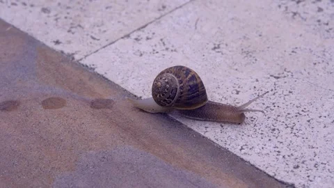Snail slowly moving on travertine Stock Footage 243427611