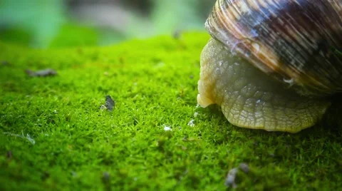 Snail slowly revealed Video stock 64638522