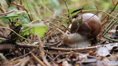 Snail slowly struggeling through grass Stock Footage 102444317