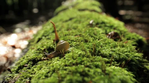 A snail / slug on a green tree stump in the sun 2 Video stock 36667813