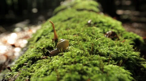 A snail / slug on a green tree stump in the sun timelapse Stock Footage 36667877