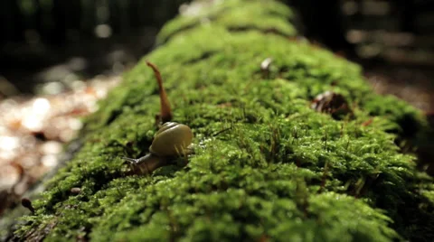 A snail / slug on a green tree stump in the sun Stock Footage 36667892