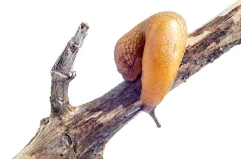 Snail slug Stock Photos