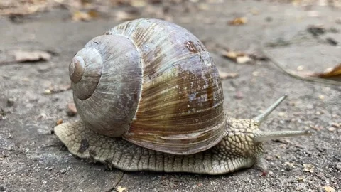 Snail, slugs, Vidéo 317435721
