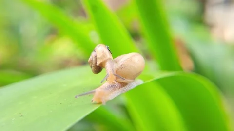 Snail, small snail on the foliage in a small garden, 4k, natural light, sel.. Video stock 240007782