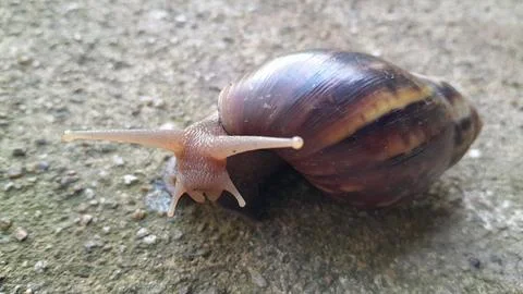 Snail, smile Foto stock