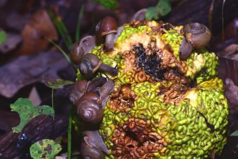 Snail Snack Stock Photos