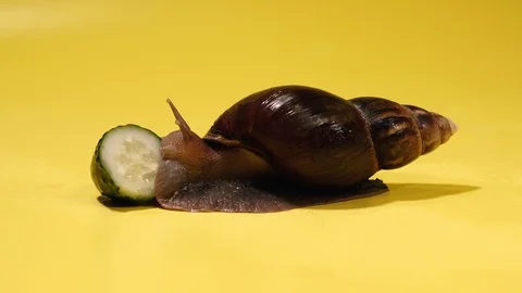 Snail. Snail eats a green cucumber. Stock Footage 124518947