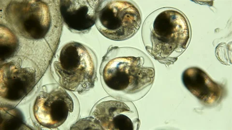 Snail. Snail eggs under the microscope Stock Footage 110862936