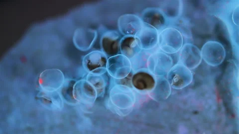 Snail. Snail eggs under the microscope. Under ultraviolet light. Stock Footage 327269269