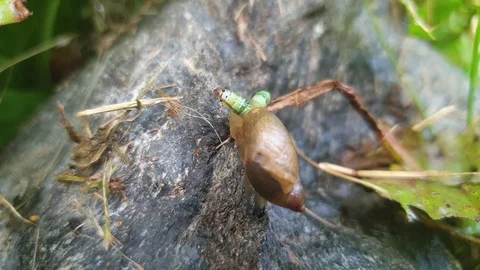 Snail. Snail movement. Snail in the close up. Stock Footage 112809824
