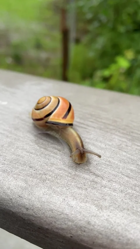 Snail with a snail shell on a bridge railing. Video stock 167680359