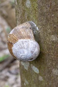 Snail with snail shell on tree bark Stock Photos