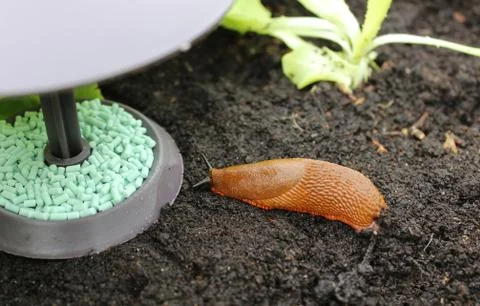 A snail on a snail trap Stock Photos