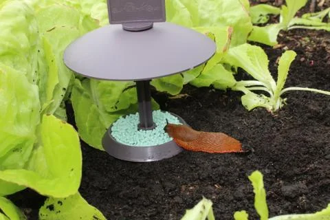 A snail on a snail trap Stock Photos