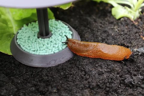 A snail on a snail trap Stock Photos