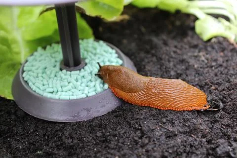 A snail on a snail trap Stock Photos