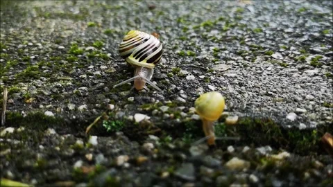 Snail, Snails, Two Cute Snails, Strolling Outdoors Stock Footage