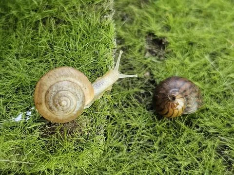 Snail snooping around an empty shell Stock Photos