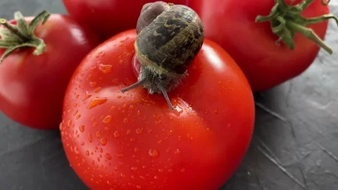 Snail on some tomatoes. Walking, macro. Stock Footage 130349204
