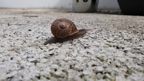 Snail speed Stock Footage 233261409