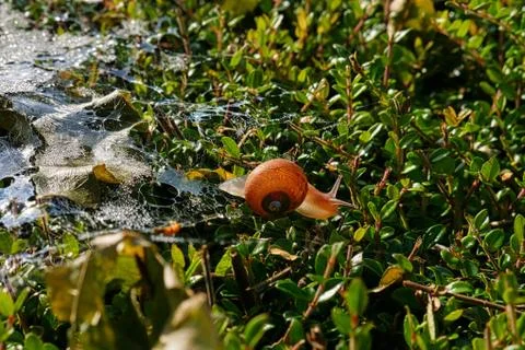 Snail on spider web Stock Photos
