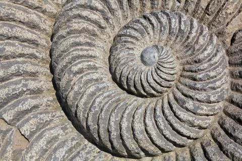 Snail spiral Stock Photos