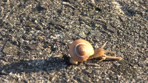Snail with a spiral shell crawling on asphalt Stock Footage 338244877