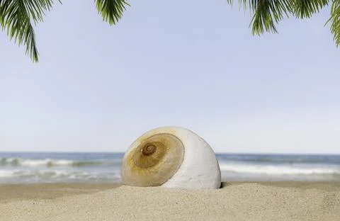 Snail spiral shell isolated on the sandy shore. Sea background. 写真素材
