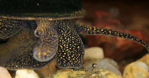 A snail with spots crawls on the bottom of a pond on rocks in close-up Stock Footage 312218882