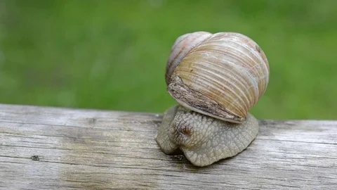 A snail in the spring forest Stock Footage 76986453