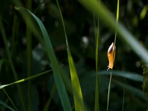 Snail on a sproet of a plant Stock-Footage 80248266