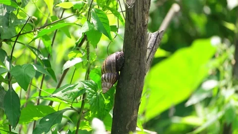 Snail in Sri Lanka Video stock 174919893