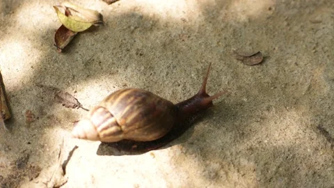Snail in Sri Lanka Vídeos de archivo 174920700